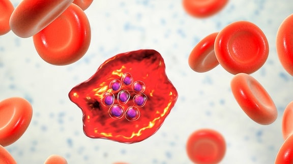 Malaria-Erreger (Plasmodium) in einer Blutzelle