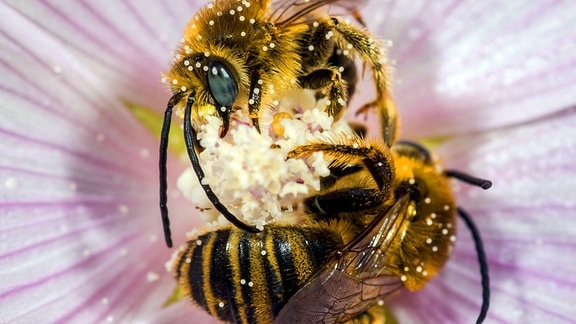 Zwei Malven-Langhornbiene, schlafend, auf einer Blüte