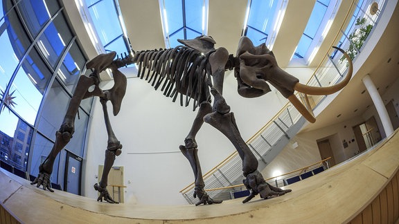 Mammut-Skelett