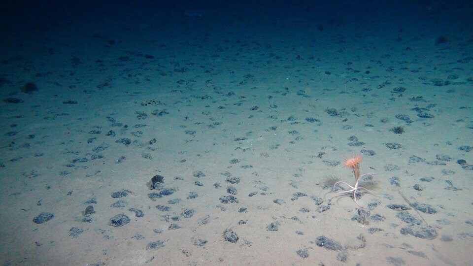 Nach wie vor keine Einigung beim TiefseeBergbau Frist fast