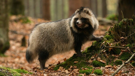 Ein Marderhund im Wald.