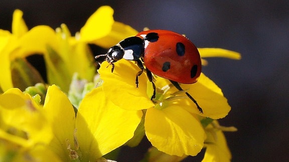 Marienkäfer auf Blüte.