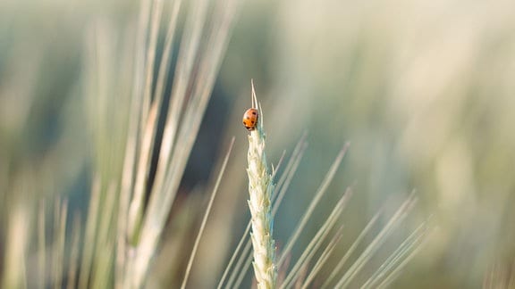 Künstlerische Nahaufnahme: Ein roter Marienkäfer mit schwarzen Punkte an einer einzelnen eher trockenen Weizen-Ähre, Hintergrund unscharf mit weiteren Ähren.
