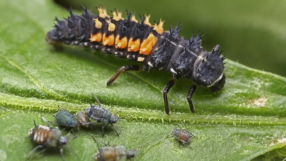 Larve eines Marienkäfers mit Blattläusen auf einem Blatt