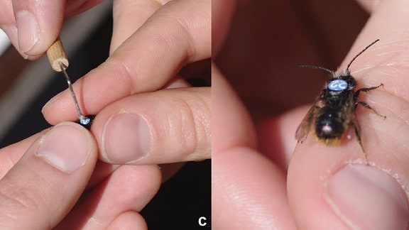Vier Bilder zeigen, wie eine Biene mit einem Schildchen beklebt wird
