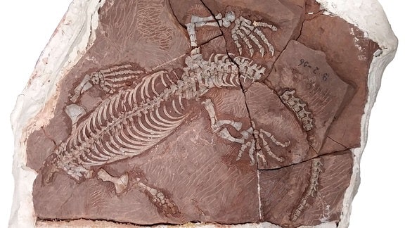 Skelett eines Jungtiers des neuen 'Ursauriers' Martensius mit großen Händen und Füßen und markanten Krallen.