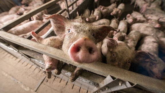 Niedliches Schwein mit schmutzigem gesicht streckt Nase über Geländer in Massentierhaltungsbetrieb, im Hintergrund sehr viele Schweine auf sehr engem Raum, Perspektive von schräg oben, Weitwinkel-Effekt