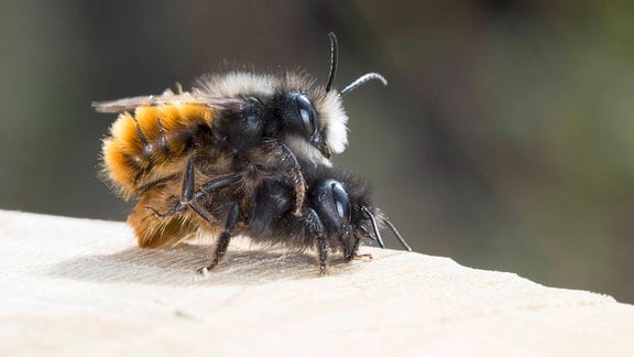 Zwei flauschige Bienen übereinander bei der Paarung, Nahaufnahme