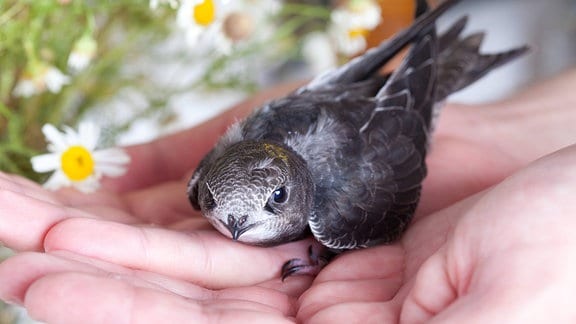 Kleiner Vogel mit neugierigem Blick Richtung Kamera sitzt in Hand, im Hintergrund unscharf Gänseblümchen