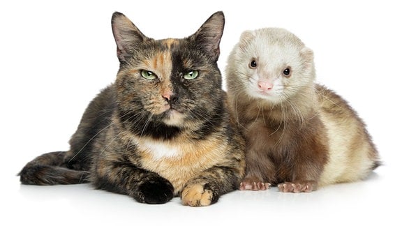 Katze und Frettchen liegen einträchtig nebeneinander