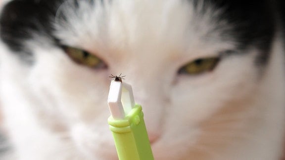 Mit Hilfe einer Zeckenzange wird einer schwarz-weißen Katze eine Zecke entfernt. 