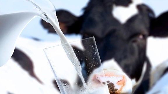 Milch wird in ein Glas eingegossen, im Hintergrund steht eine Kuh.
