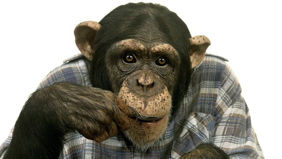 Schimpanse (Pan troglodytes) beim Frühstück