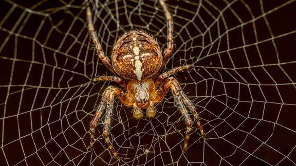 ein Spinne in einem Netzt