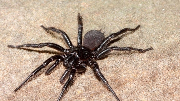 Trichternetzspinne aus Australien