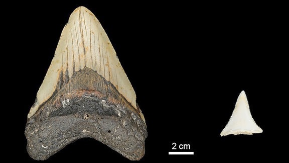 Zahn von Megalodon und Weißem Hai