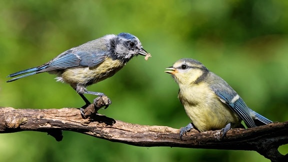 Blaumeise in der Mauser füttert Ästling