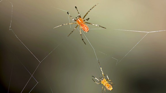 Soziale Spinnen (Anelosimus sp.) in einem gemeinsamen Netz