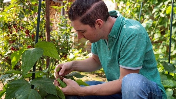 Gärtner Falk Hosang mit einer Bohnenpflanze