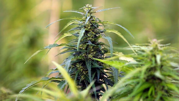 Cannabis-Plantage mit Nutzhanf
