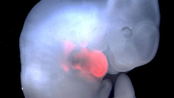 Fotografie eines Hybrid-Embryos.