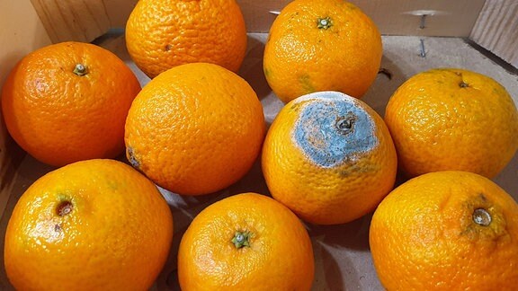Orangen in einer Kiste, eine ist verschimmelt