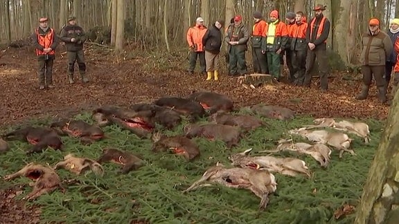 Jäger im Wald, vor ihnen tote Wildschweine.