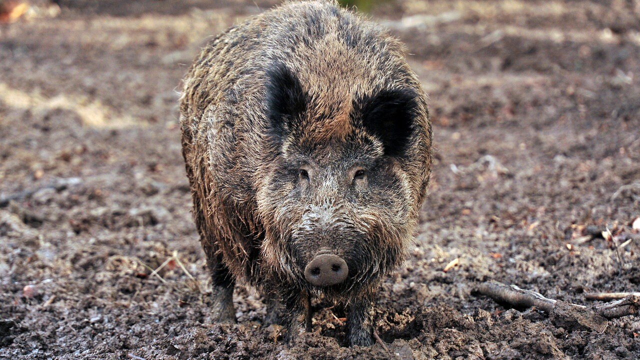 Angst Vor Schweinepest Wachst Schutzmassnahmen Geplant Mdr De