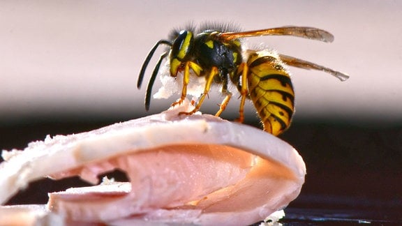 Ein Wespe auf einem Tisch und sammelt Nahrung