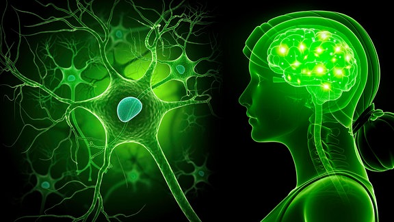 Menschliches Gehirn und Nervenzelle