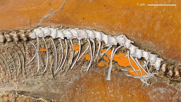 Ein Fossil eines Tieres
