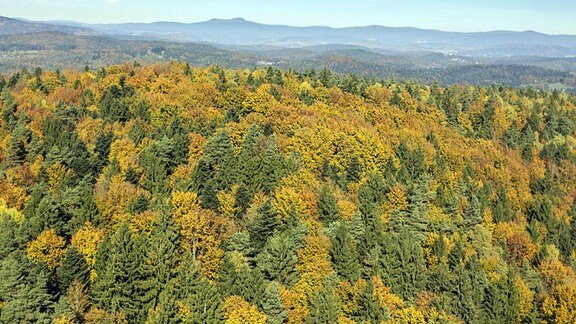 Blick auf einen Fichten-Buchen Mischwald in Herbstfärbung.