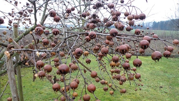 Mispelbaum im Herbst