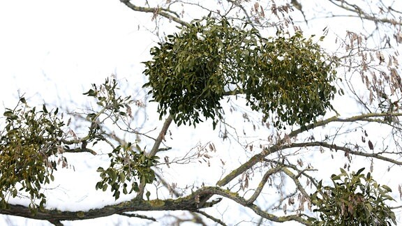 Misteln an einem Baum 
