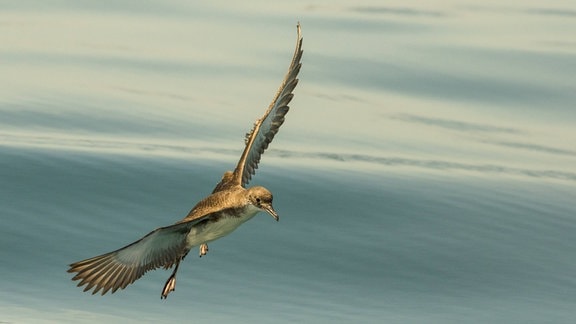 Schöner, braun-grauer Wasservogel mit länglichem Schnabel und ausgebreiteten Flügeln über glatter Wasseroberfläche