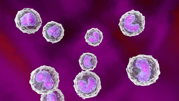 Grafische Darstellung von Monozyten, also Zellen, die zur angeborenen Immunabwehr gehören. Sie enthalten einen lila eingefärbten Zellkern, der in etwa die Form einer Erdnuss hat, und haben eine transparente, kugelförmige Hülle.