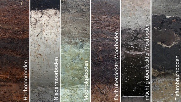 Typische Bodenprofile der verschiedenen Moorböden.