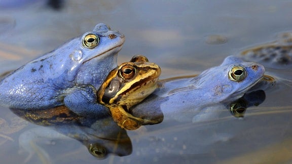 Zwei Männchen in Balzfärbung und ein Weibchen umklammern sich während der Paarung an der Oberfläche eines Teiches.