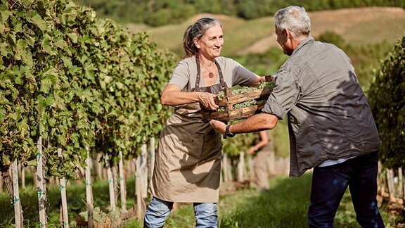 Ernte auf einem Weinberg