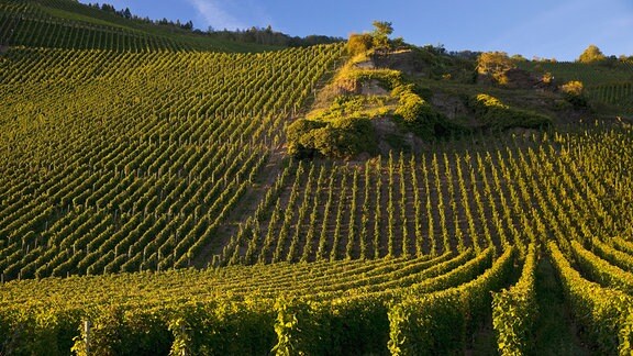 Weinlage Erdener Treppchen