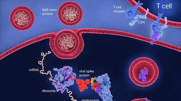 Covid-19-RNA-Impfstoff, Illustration Veranschaulichung des Mechanismus, durch den der Covid-19-RNA-Ribonukleinsäure-Impfstoff Immunität hervorruft. 