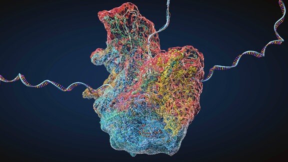 Illustration - mRNA Ribosom