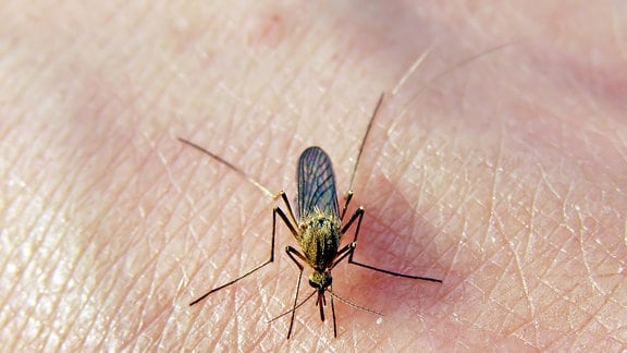 Eine Mücke sitzt auf der Hand einer Person und hat ihren Rüssel in die Haut gesteckt.