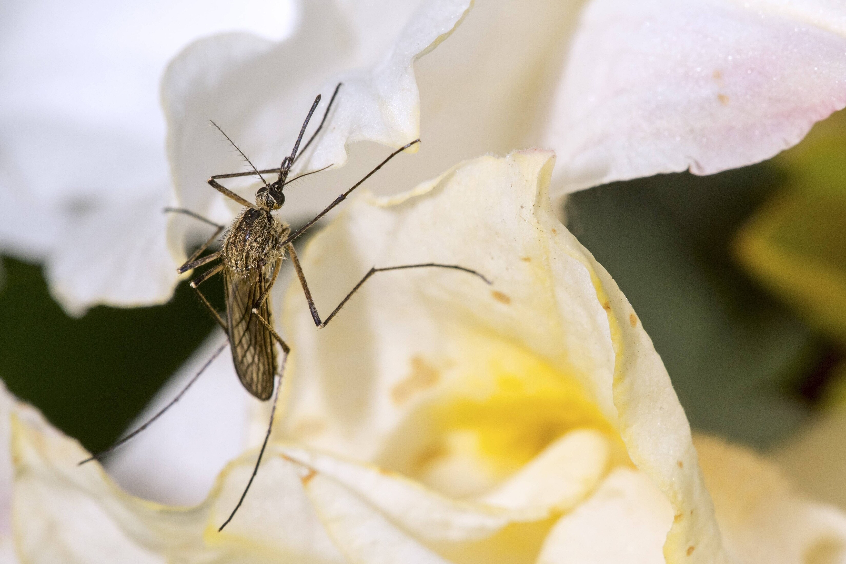 Fünf Irrtümer über Mücken MDR.DE