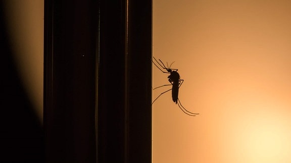 Mücke im Abendlicht