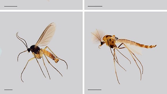 Ausgewählte Familien der "Dark Taxa", die im Rahmen der Studie untersucht wurden (von oben links nach unten rechts): Cecidomyiidae, Phoridae, Sciaridae, und Chironomidae.