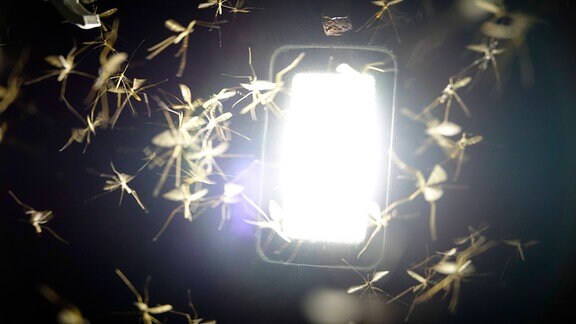 Mücken umschwirren Lampe