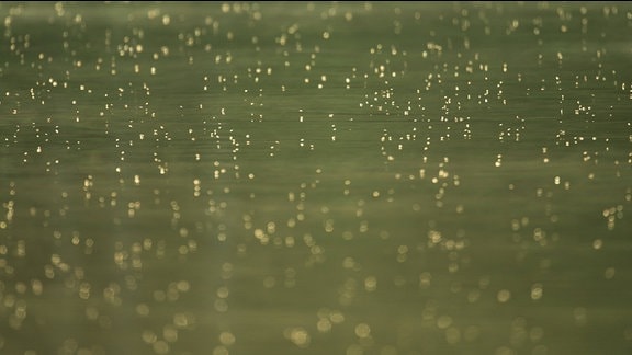 Zahlreiche Fliegen sind über der Wasseroberfläche eines Sees im Morgenlicht zu sehen.
