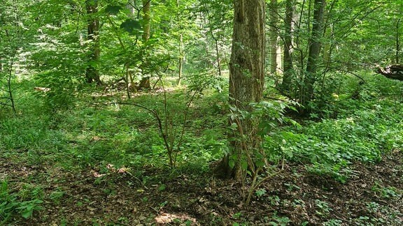 Blick in einen Wald mit vielen Sträuchern am Boden