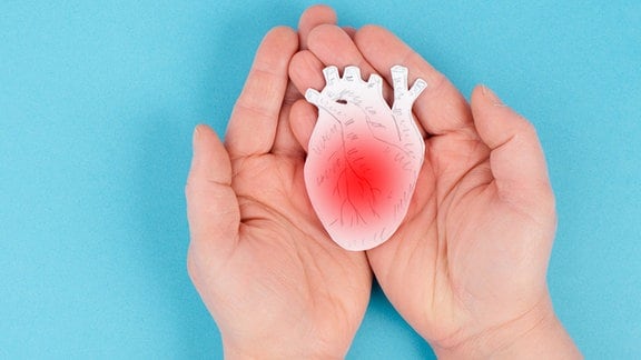 Hände halten rot gefärbte Skizze eines anatomischen Herzens.